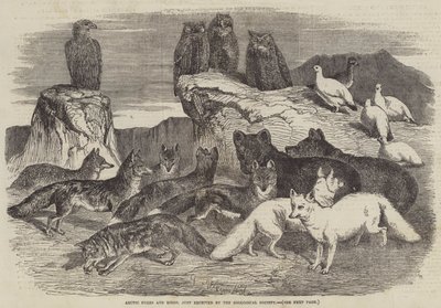 Renards arctiques et oiseaux, juste reçus par la Société zoologique - Harrison William Weir